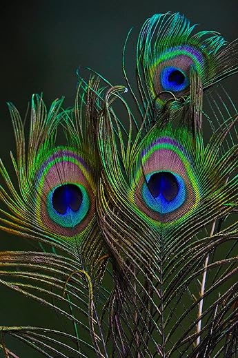 Natural Peacock Feather 24 Inch | Mor Pankh | Real Peacock | Feather Tails for Home Decor Full Length | Good Luck Art and Craft & Worship | Pack of 10